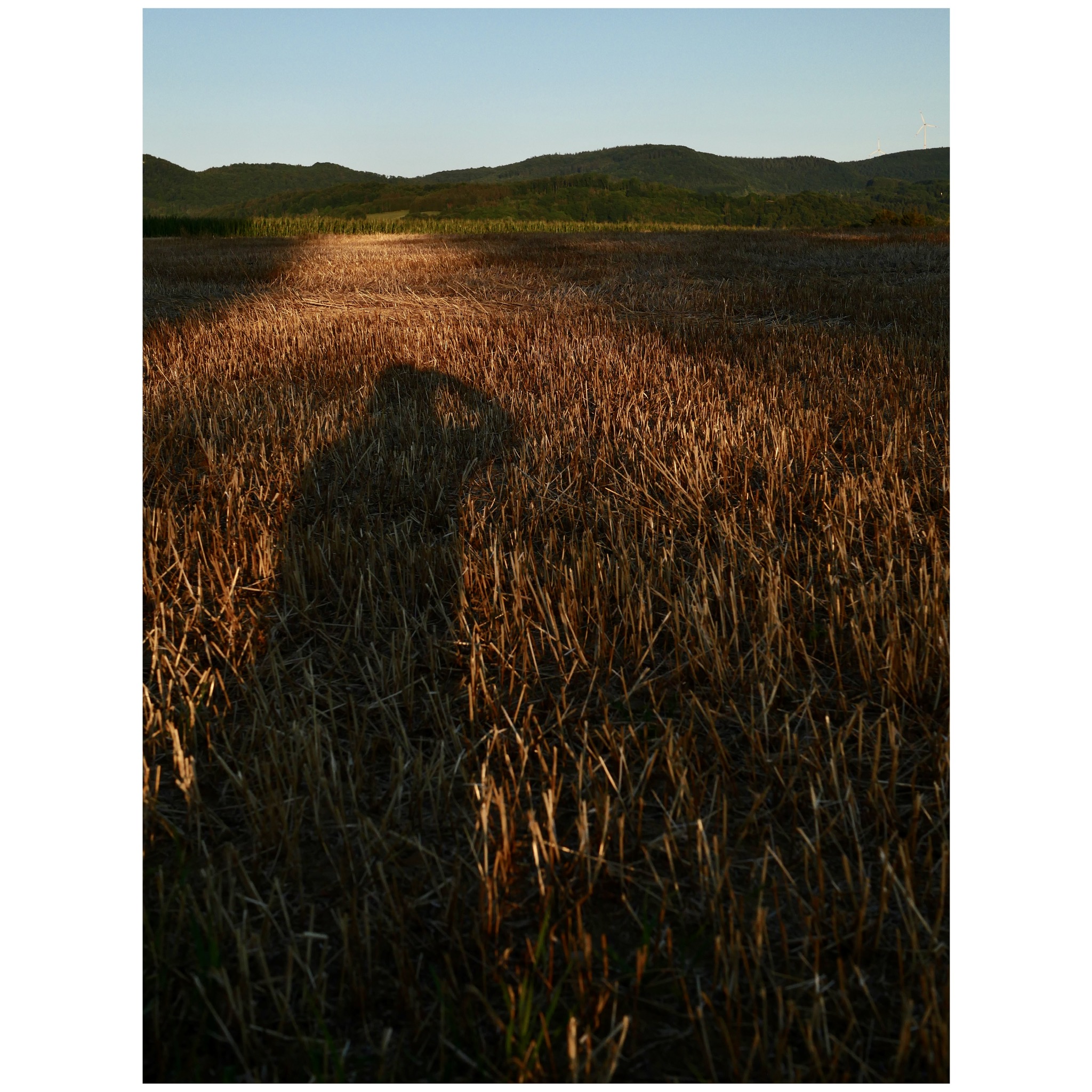 Getreidefelder im Sonnenuntergang. Im Hintergrund die Schwäbische Alb. Im Sonnenlicht der Schatten des Fotografen.